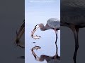 هذه الطيور التي خلقها الله تبني أعشاشها تحت الماء أو بالقرب منه مذهلة للغاية معلومات