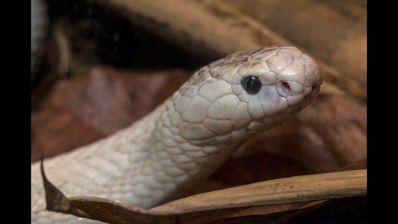 Cobra  San Diego Zoo Animals & Plants