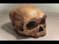 Homo daliensis, Homo longi y denisovanos