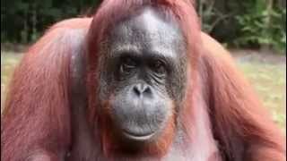 Orang-utan speaks