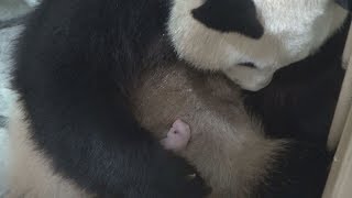 雌の赤ちゃんパンダ誕生 和歌山のアドベンチャーワールド