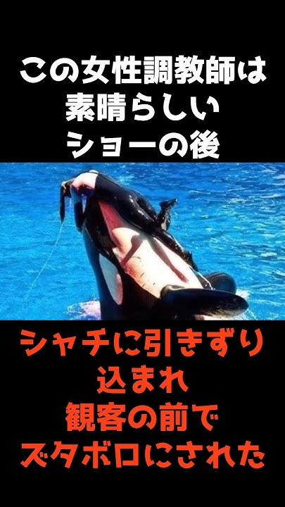 【ティリクム・シャチ事件】3人の命を奪った水族館の人気者 shorts 事件簿 事件解説 怖い 雑学 YouTube