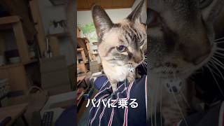 【元気です】ジャンくんもパパに乗るのが定番化した #ジャンポン #ネコ #猫のいる暮らし