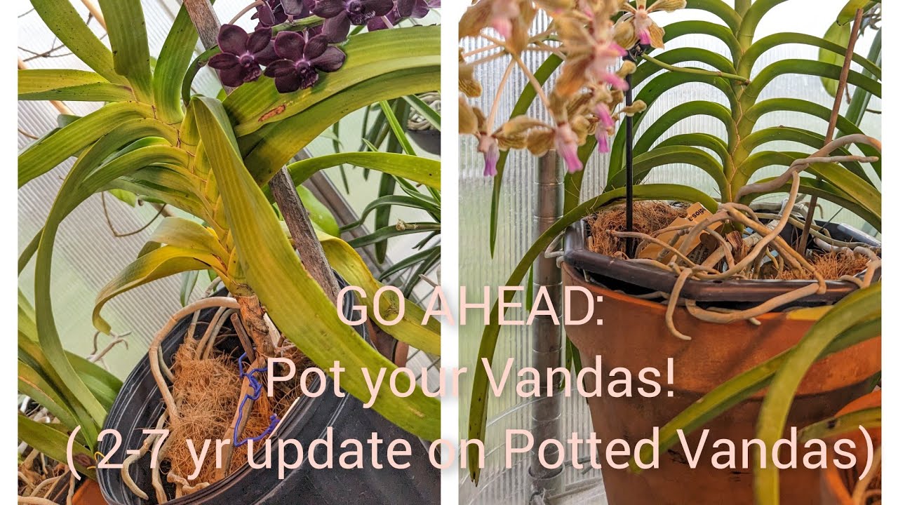 VANDA POTTING SECRETS! Tried + tested 7 yrs!!!!