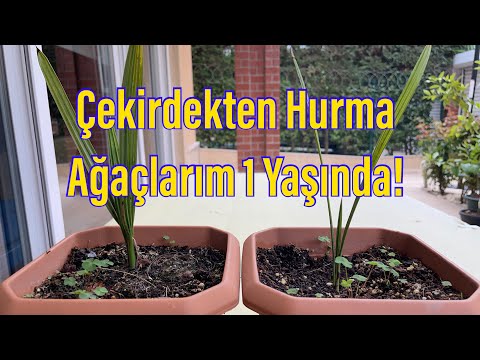 Çekirdekten Hurma Ağaçlarım 1 Yaşında | Ne Kadar Büyüdüler | Son Durumları | Bakımı