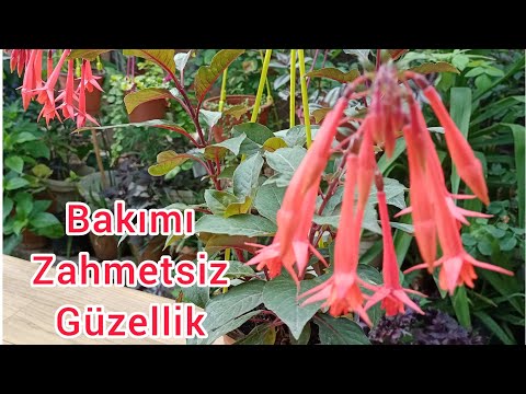 Video: Celosia (68 Fotoğraf): Gümüş Celosia Ve Diğer çiçek Türleri Ve çeşitleri. Açık Alanda çiçek Tarhlarında Ve Evde Bir Tencerede Dikim Ve Bakım