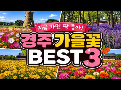 26년 경주 가을꽃여행! 지금이 딱좋아, 첨성대꽃단지와 분황사 황화코스모스와 백일홍, 계림숲의 맥문동까지, 경주 당일코스