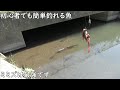 誰でも簡単に釣れる魚