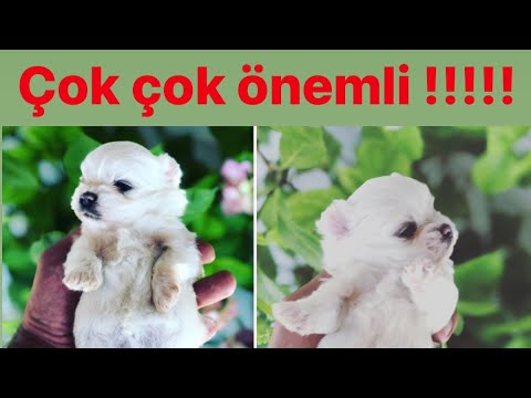 Video: Üzgün gözler? Evcil Hayvanınızın Gözündeki Gözyaşı Lekesi Nasıl çıkar