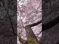 "You Won’t Believe This Enchanted Forest 🌲✨ | Calm Music for Stress Relief &amp; Sleep"