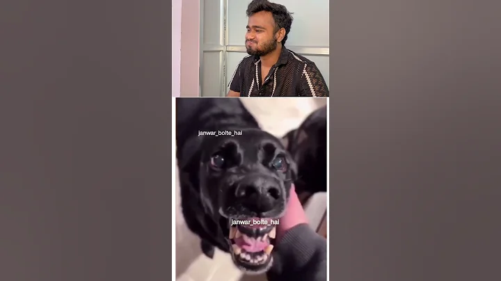 Video 11800331: cat talking, dogs talking, funny cat