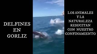 DELFINES EN GORLIZ (BIZKAIA)
