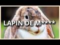 LES LAPINS NE SONT PAS MIGNONS thumbnail