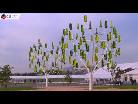 Video: Copaci rezistenti la vânt: aflați despre copacii care pot tolera vântul