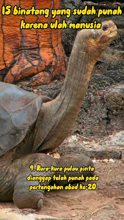 15 hewan yang sudah punah didunia 2 #viral #education #animals #extinction #world  #youtube #shorts