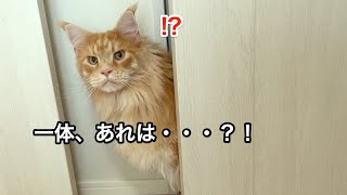 ビビってひょっこりしちゃったオリー【大きい猫 メインクーン】