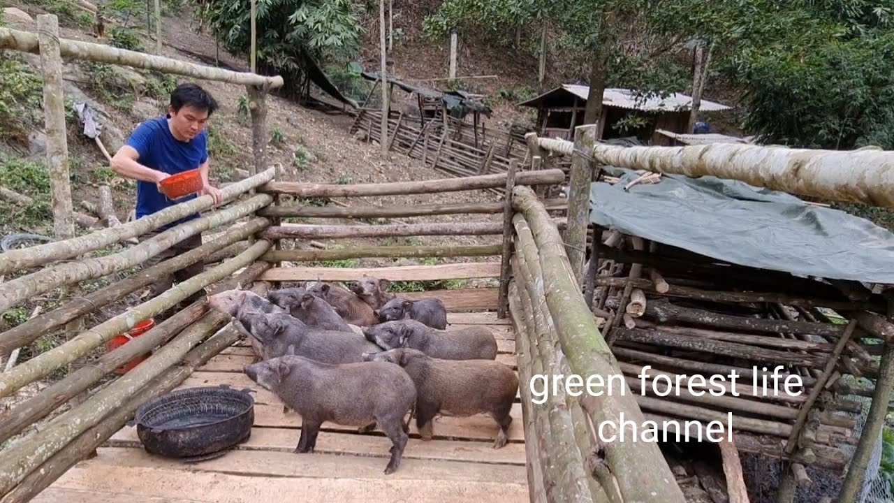 Robert builds the barn to raise more pigs for economic development. Green forest life (ep263)