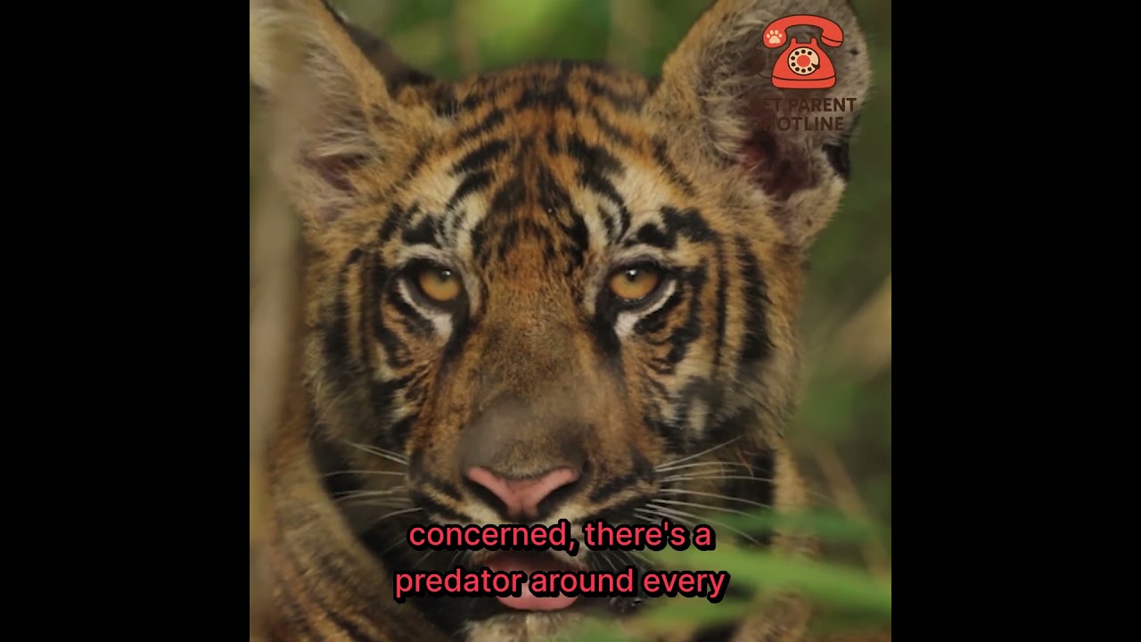 Why Your New Cat Is Scared (and How to Help Them Feel Safe)