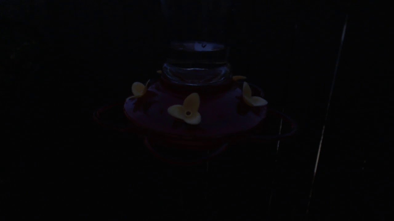 video phone beyonce mp3 Bella Hummingbird Nest Cam 09-01-2018 19:30:48 - 20:30:50