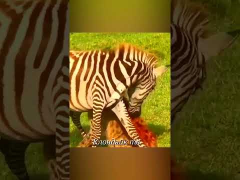 Зебру спасают удары копытом.