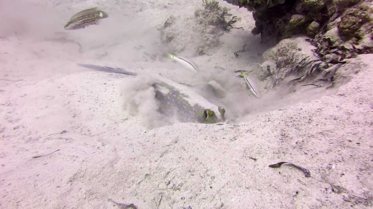 Blue Spotted Ray Digging for Food (by Jessica)