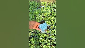 Thumbnail of Cosmos Flower Healthy Plants #youtubeshorts #cosmos #flowers