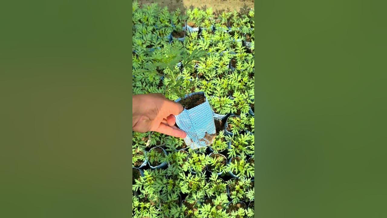 Cosmos Flower Healthy Plants #youtubeshorts #cosmos #flowers Cosmos Flower Healthy Plants #youtubeshorts #cosmos #flowers