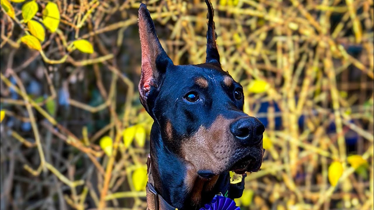 NACSW Level 2 Interior Element Specialty Trial (L2I) YouTube NACSW Level 2 Interior Element Specialty Trial (L2I) YouTube