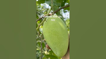 #Shorts Giá Xoài Cát Hòa Lộc Hôm Nay | VTK.CHANNEL