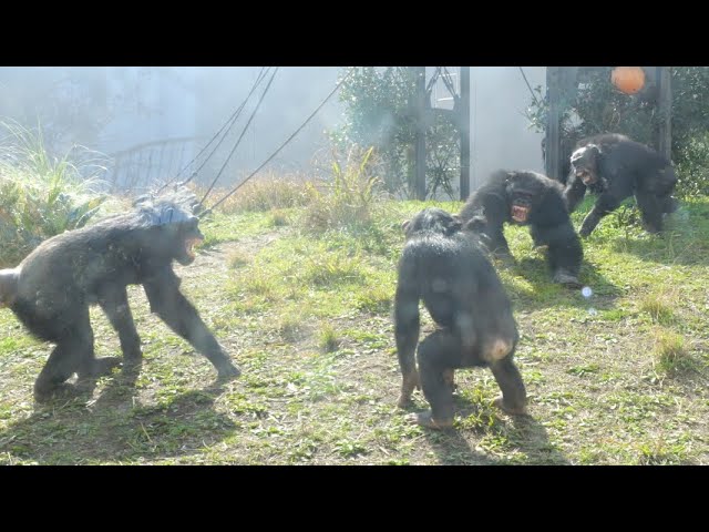 Big fight. Alpha Male Rargo vs Everyone but him Hirakawa Zoo