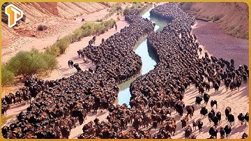 The U.S. Released Thousands of Bison Into Dying Grasslands – The 10-Year Result Shocked the World