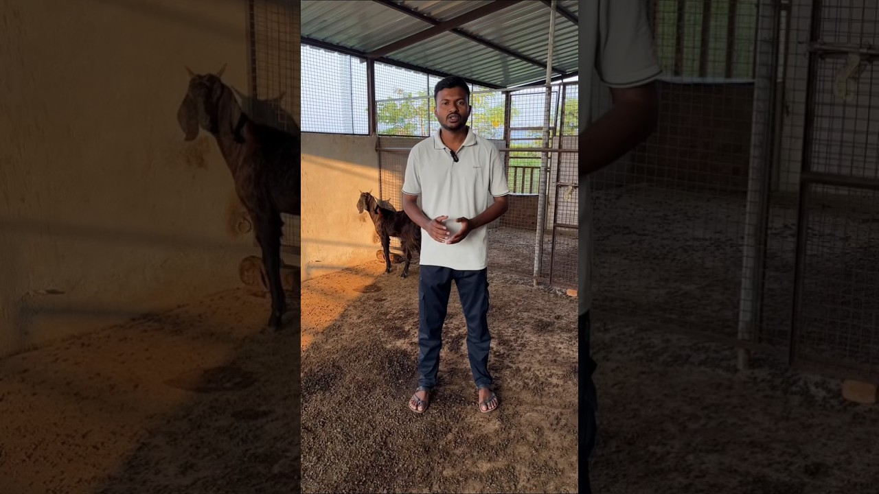 🐐 Bakri Palan Se Kamai 💰 | Goat Farming Tips