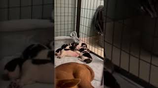 #A584809 (Rescue-Only) Mom & pups at Stanislaus Modesto, CA