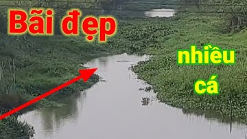 Câu cá tra sông// gặp mấy bãi câu rất nhiều cá ục thấy ham