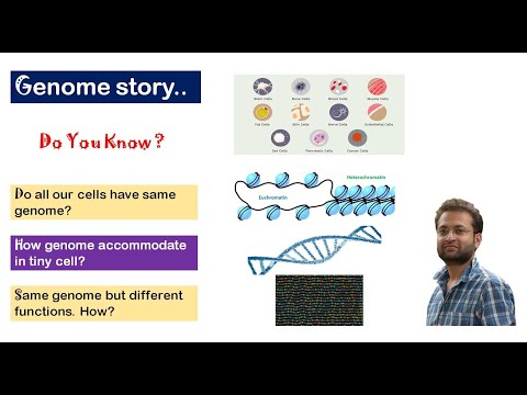 Video: Kokias funkcijas atlieka ekstrachromosominis genomas?