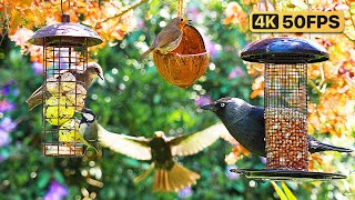 Cat TV for Cats to Watch 😸 Birds & Squirrels Visit the Feeders 🕊️ Bird Videos for Cats (4K)