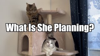 What is she planning? by Life With Piko And Maple 920 views 8 days ago 4 minutes, 8 seconds