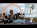 Canon 600 and 800mm f11 Review and Comparison to 100-500 RF