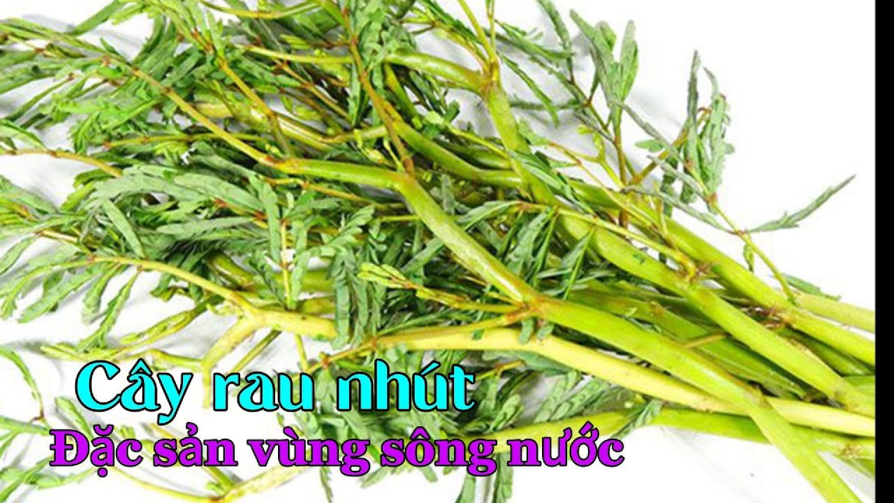 CÂY RAU NHÚT (loại rau sông nước ở việt nam) - YouTube