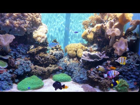 Video: Aquarium ya waikiki itafunguliwa lini?