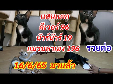 เเสนเเตกอีกเเล้ว"แมวเด็กมหาเฮงจับเเม่นอีกเเล้ว96"196"ตามต่อ16/6/65จับเเล้ว3ตัวบน2ตัวล่าง