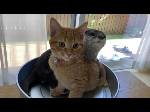 カワウソさくら スクショタイ� を分かってるカワウソ子猫  otter that does not move to make a screenshot