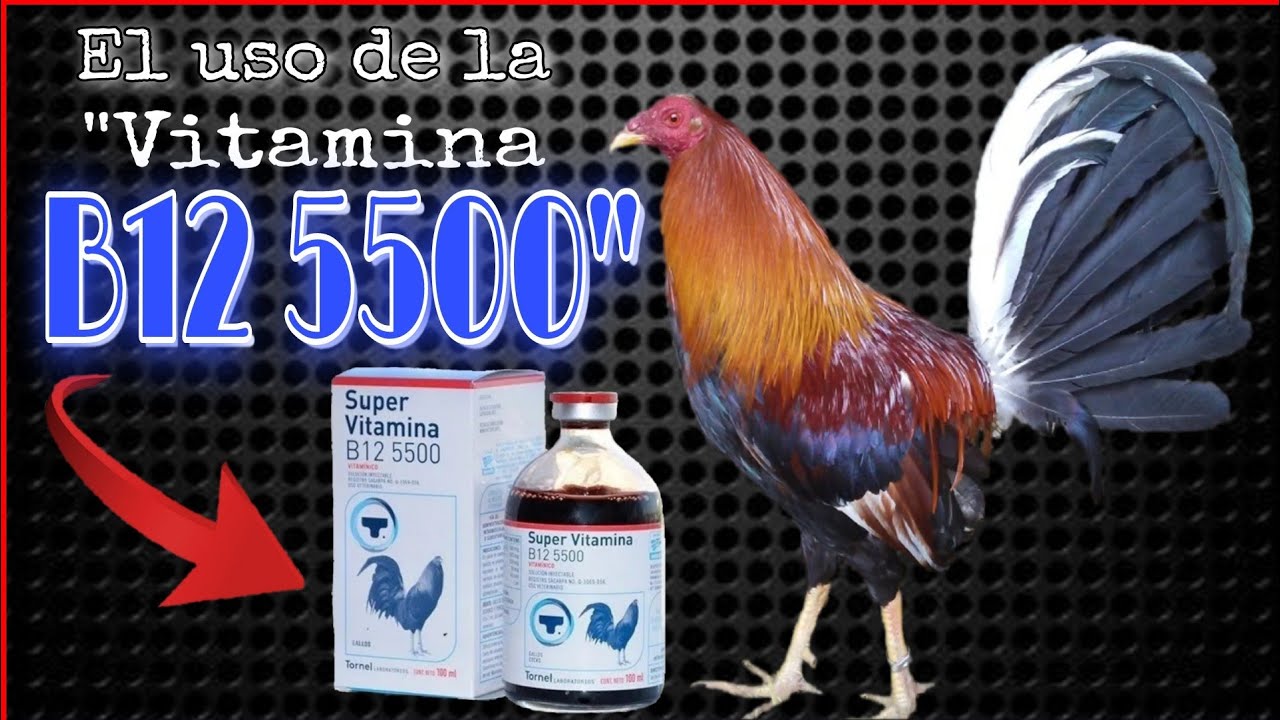 El Uso de la VITAMINA B12 5500 en los Gallos - (Gallos Finos!)✅🐓