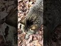 鳴き声がかわいすぎるぽっちゃりキジトラ猫ちゃん、へそ天になってリラックスする😸🐈#shorts
