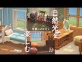 【あつ森】自然光を楽しむ窓際レイアウト 4パターン【加工無し】【animal crossing】