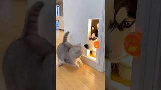 #catvsdog #catreacts #pets #🤣🤣