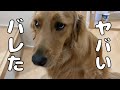 またまたまたイタズラがバレる愛犬の反応