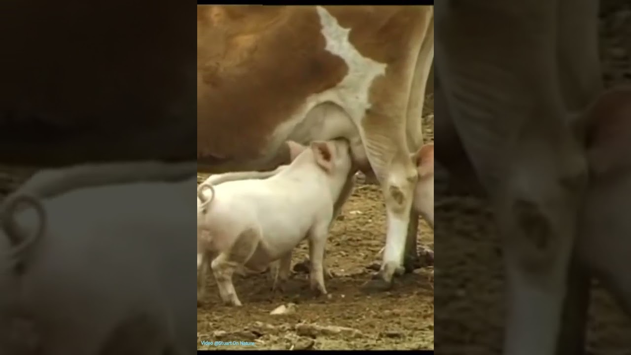 Cow feeding piglets 