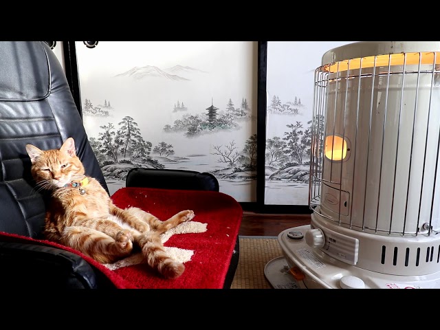 対流型石油ストーブの前の茶トラ Cat to warm by a heater