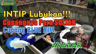 Lubukan Cupang SULTAN BLUE RIM dan Cupang AVATAR